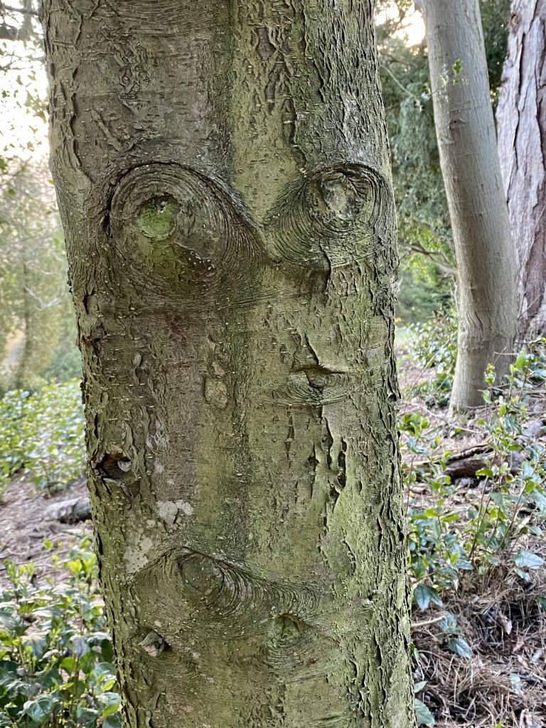 Face in bark